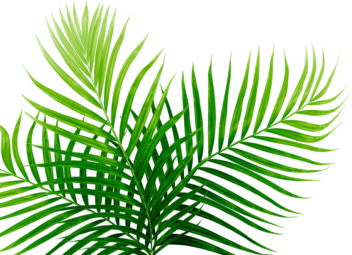 Green leaves of palm tree isolated on tranaparent background png file